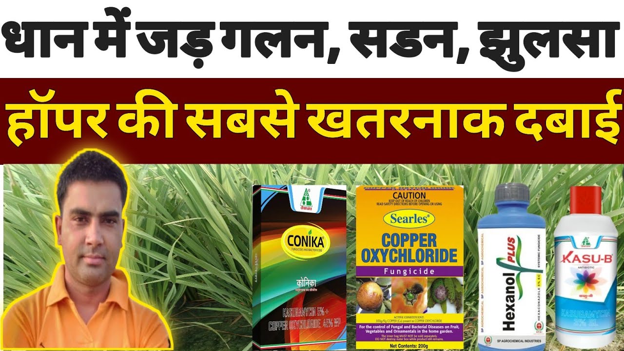 धान में जड़ गलन, सड़न, झुलसा जैसे रोगों का महाकाल || how to control fungal disease in paddy || 