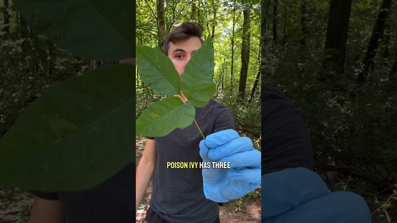 You&rsquo;ve been lied to about this plant