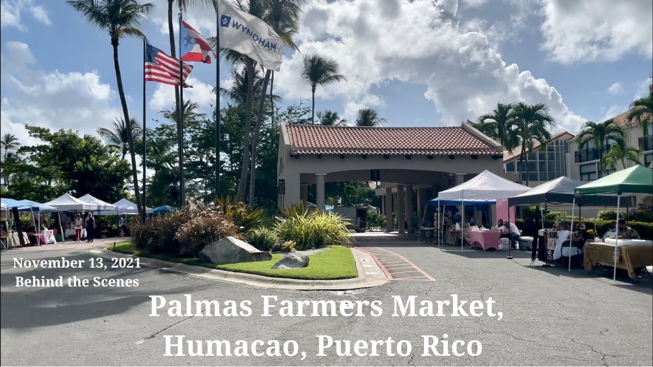 Palmas Farmers Market Behind the Scenes setup November 13, 2021 | Living in Puerto Rico