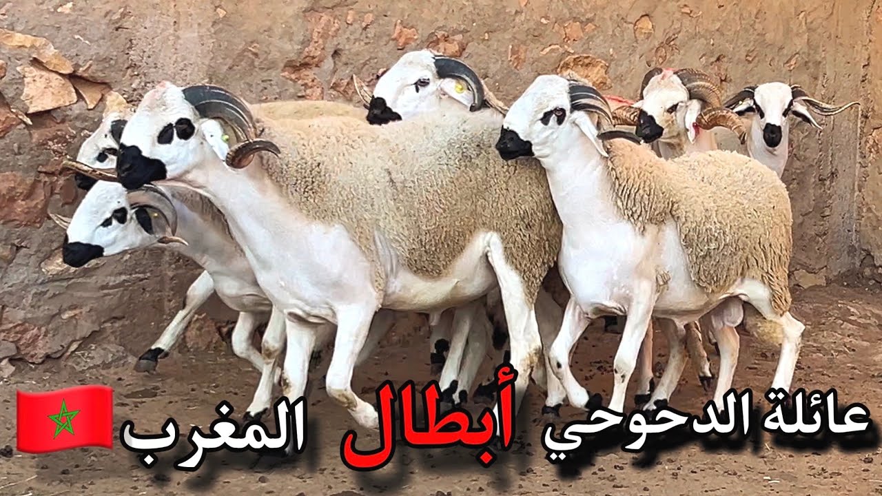 زيارة بطل المغرب 🇲🇦 في تربية الصردي🔥 استعدادات عائلة الدحوحي أنوك 2024❤️🏆