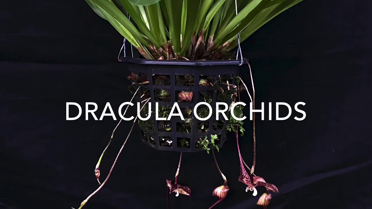 Dracula Orchids