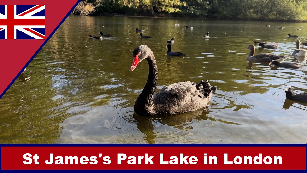 London City Tour | Meet WATERFOWL at St James's Park Lake in London
