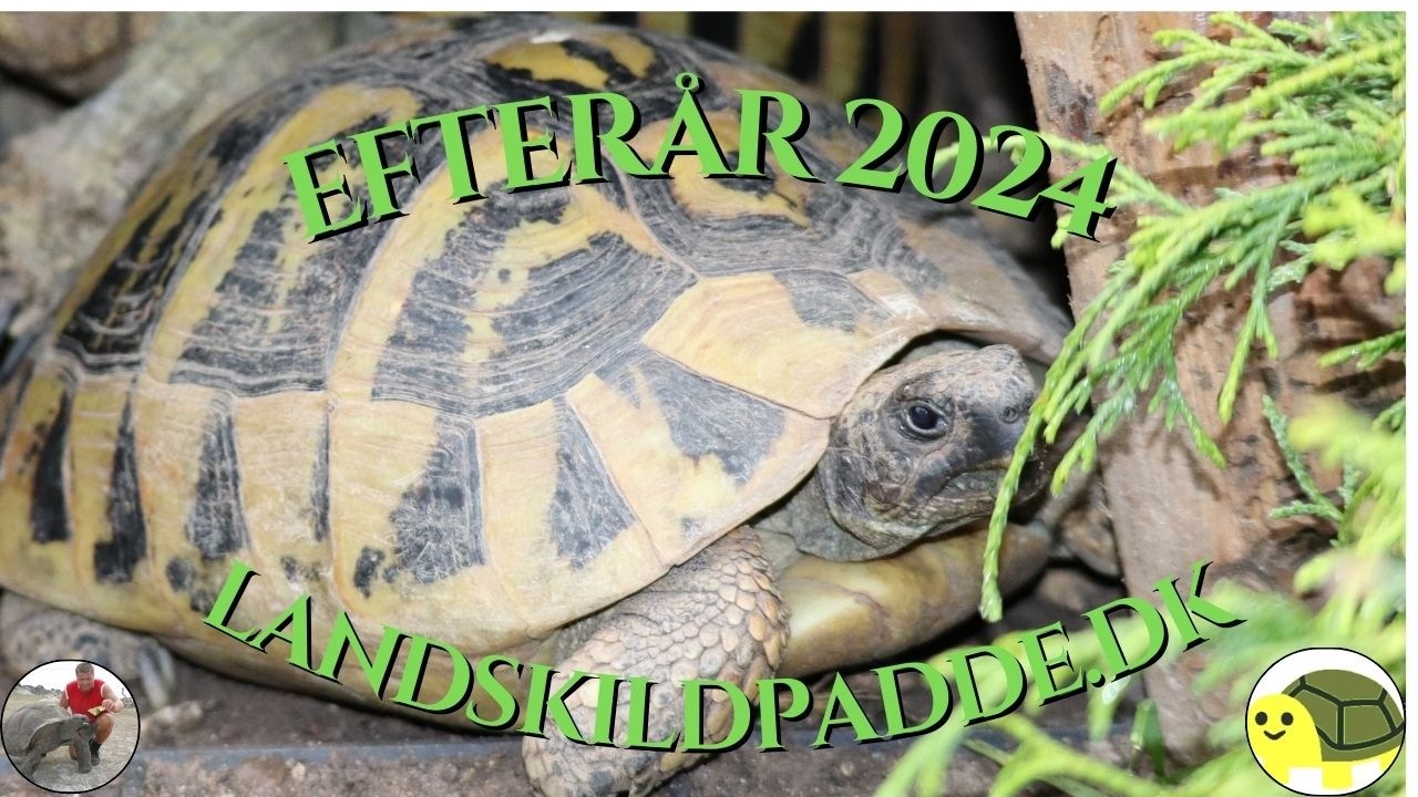 Efterår / autumn 2024