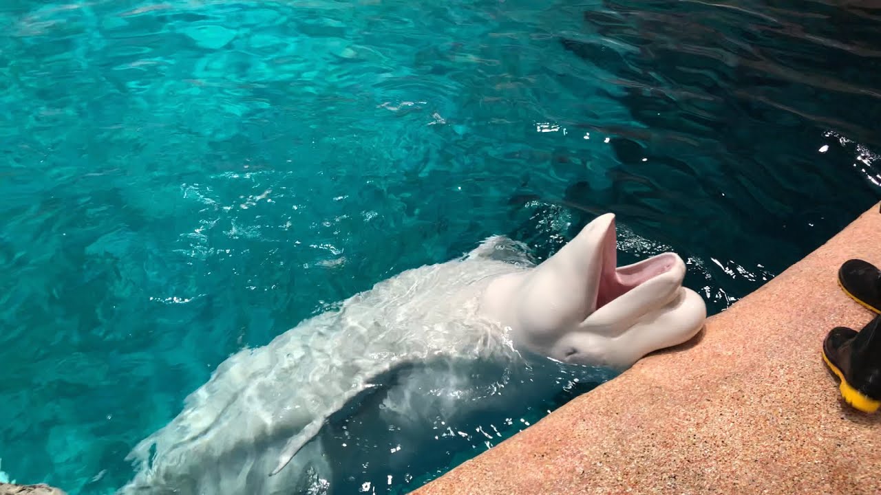 飼育員さん大好き！ 2019/04/29@名古屋港水族館