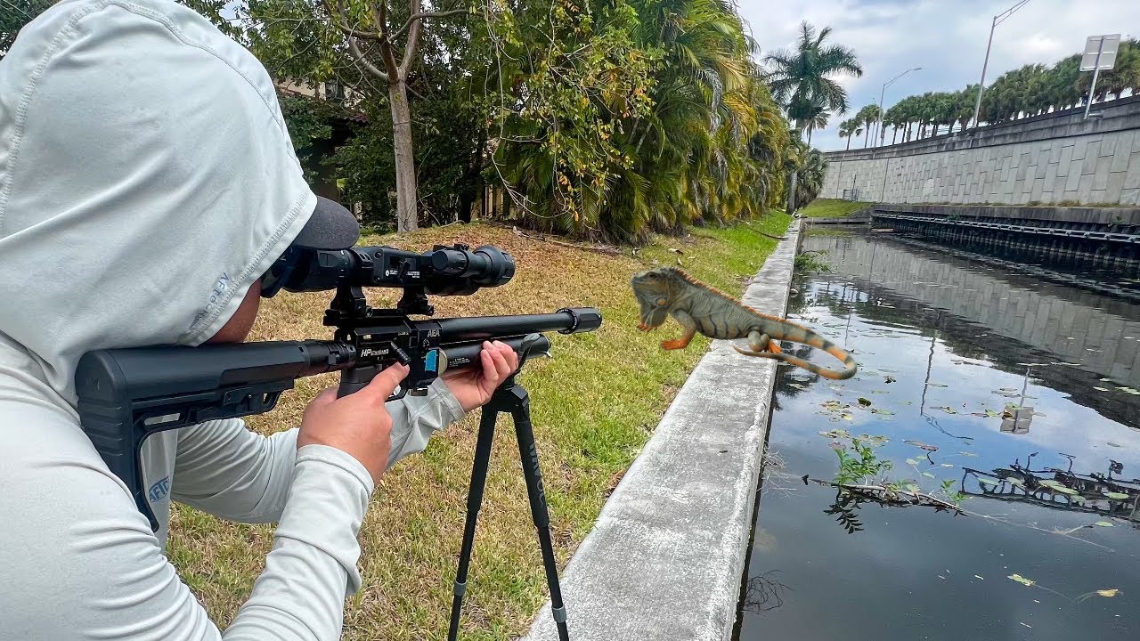 Iguana Hunting Urban Canals with Air Rifles!