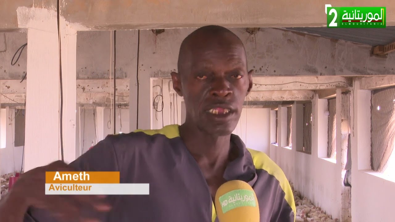 En Mauritanie l'élevage de volaille... Comment est faite ce processus ?  Reportage Maimouna LO.