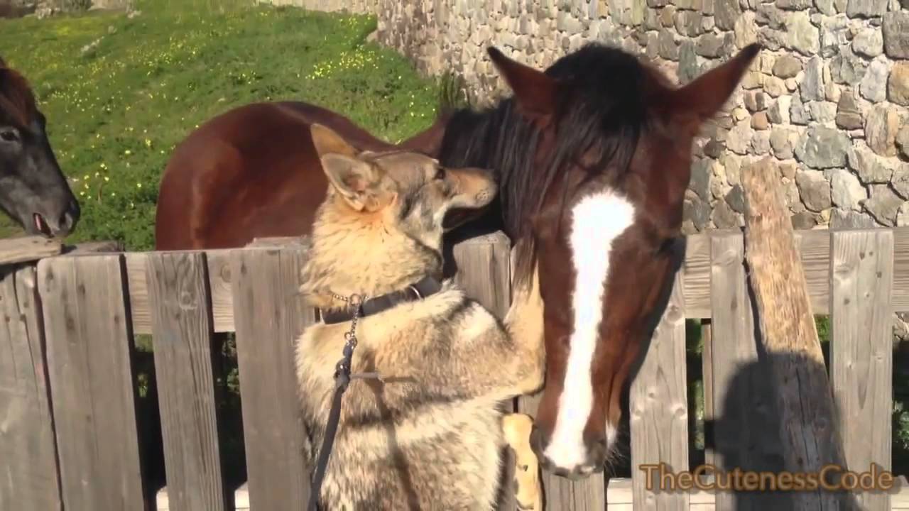 Dogs vs Horses Compilation 2014 [NEW]