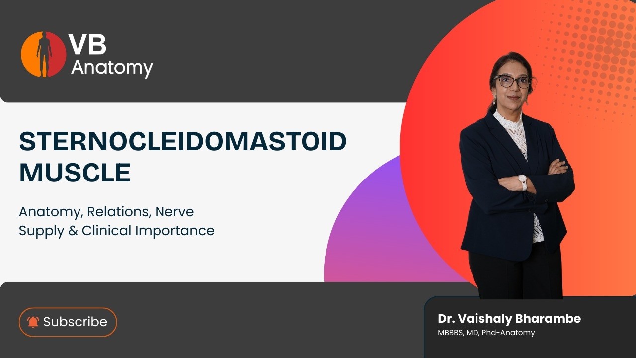 Sternocleidomastoid Muscle | Anatomy, Relations, Nerve Supply & Clinical Importance