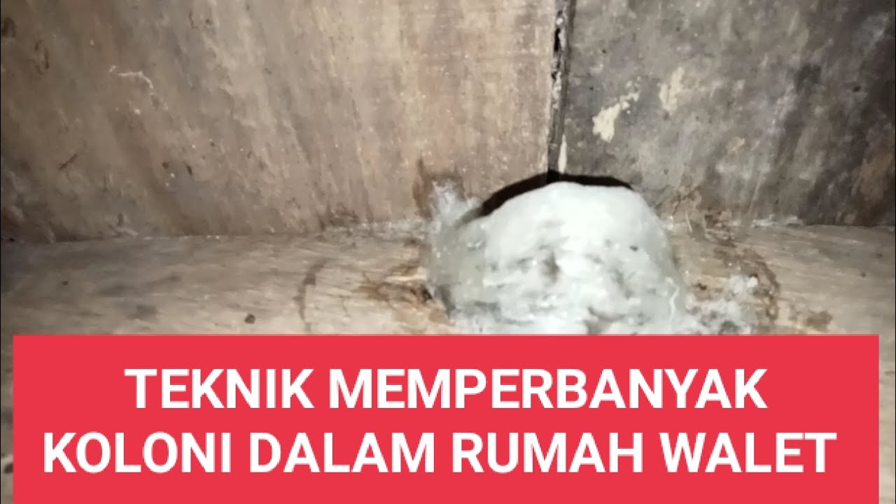 teknik memperbanyak koloni dalam rumah walet #walet #walet #youtube #youtube
