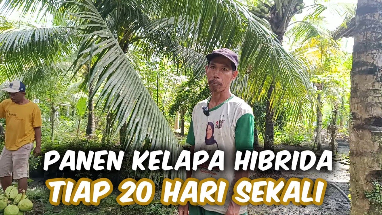 Panen Kelapa Hibrida Tiap 20 Hari Disamping Rumah, Hasilnya Juga Lumayan 💰💰