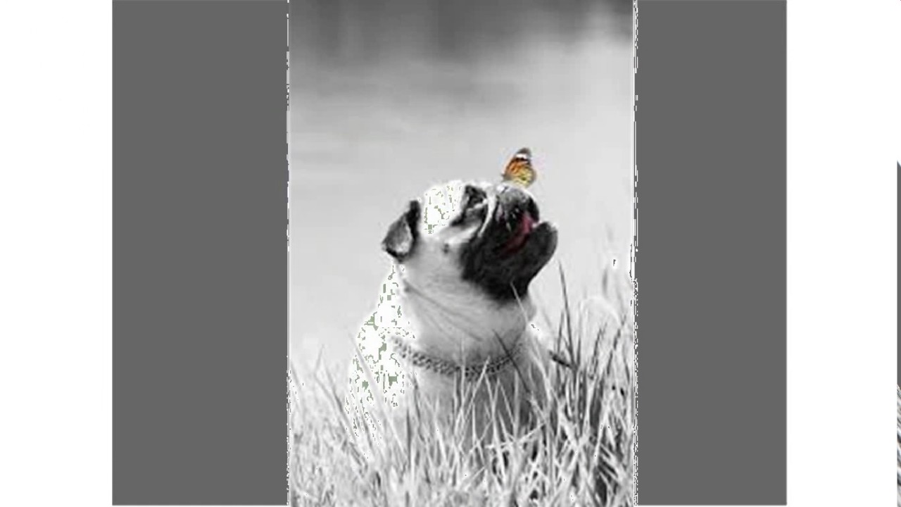 bentley the pug eats a butterfly
