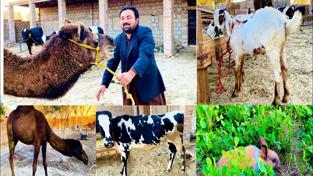 Malang ne choty Don per Attack krdya.😱 rabbits ko Bahir ka mahool dekhya 🤩