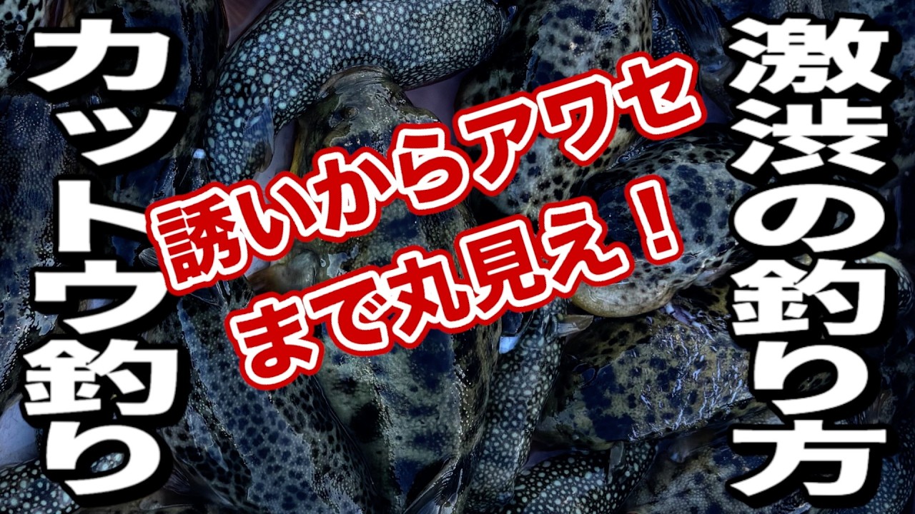 【フグ釣り】カットウ釣りで激渋時の釣り方 全て見せます