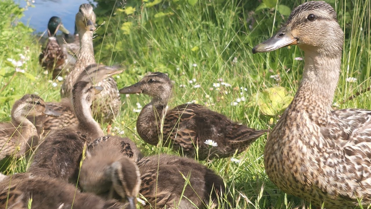 Teen Ducklings Visiting With Mom Ducks