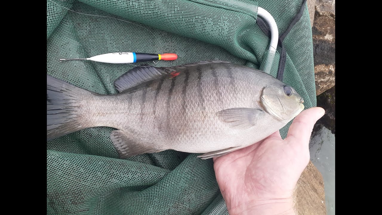 Gear & Tackle Talk EP 1- My light Blackfish/Luderick rock fishing outfit 