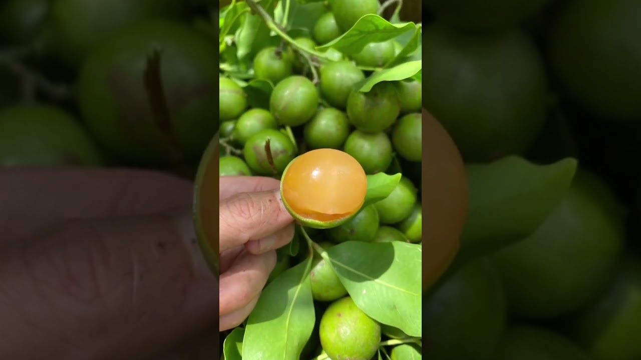&iquest;Que nombre le dan a esta fruta en tu pa&iacute;s? 👀#viajeros #fruta #luggagefit #limoncillo #mamoncillo