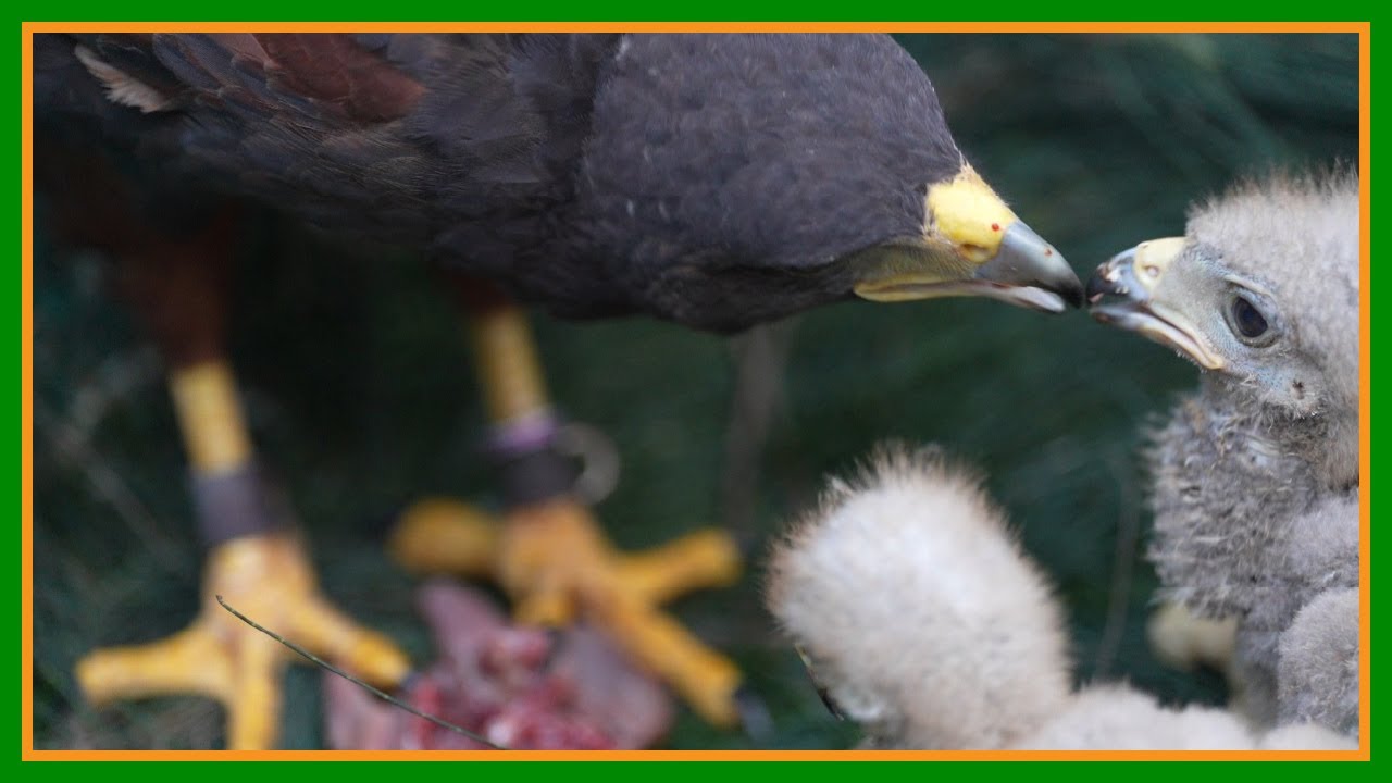 Halc&oacute;n de Harris: estrategia, ternura y vuelo en equipo 🦅#Faunadato