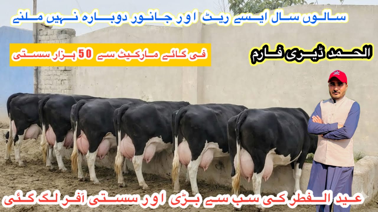 Al Hamd Dairy Farm | Biggest Australian Fresian Cows For Sale | Top Class Jersey Cows |16 March 2026