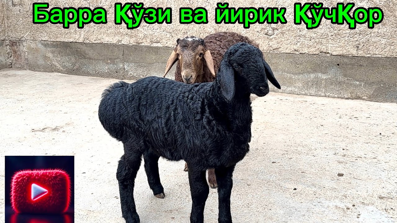 Барра қўзи қўчқор🔥Узууун  Хисори қўчқорлар💰