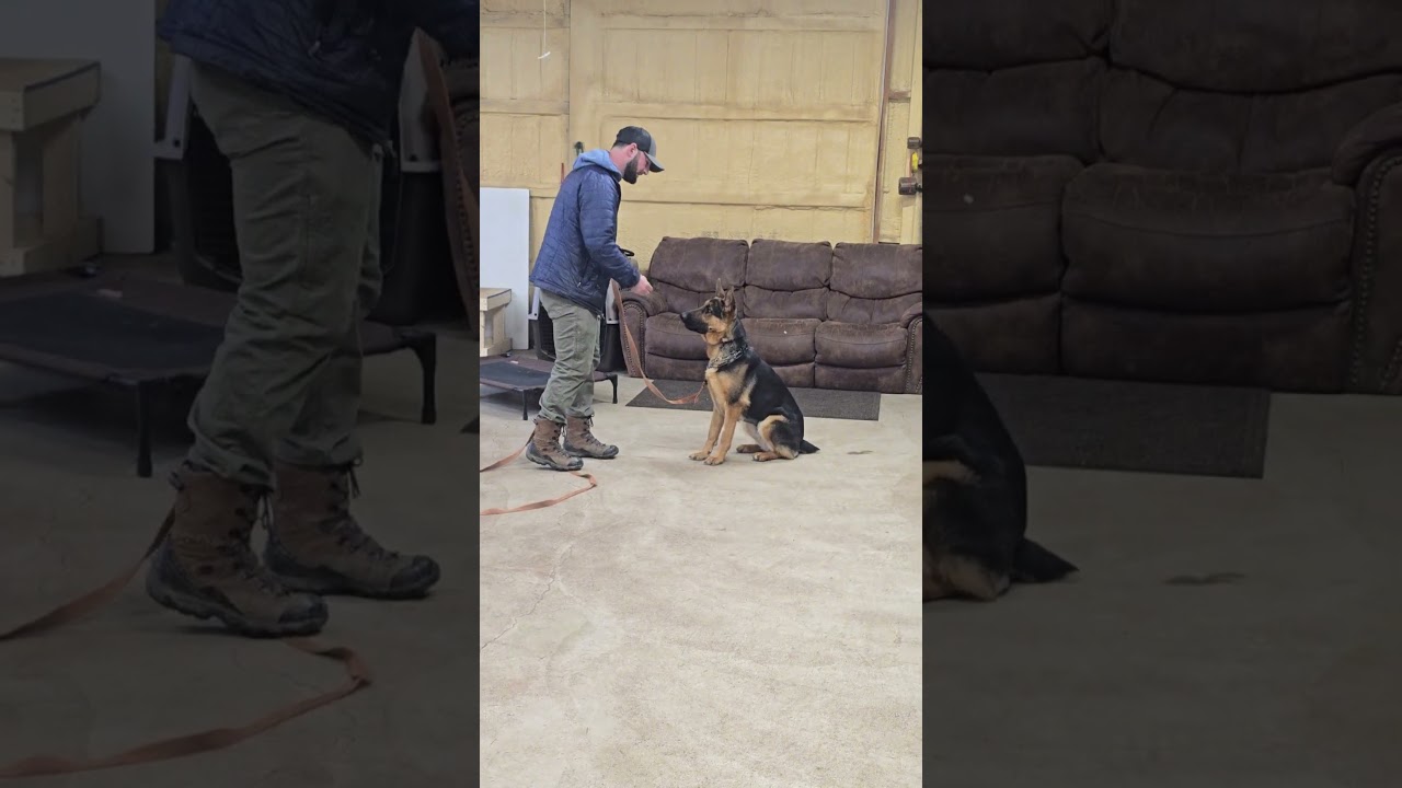 Стелла и Айви работают вместе