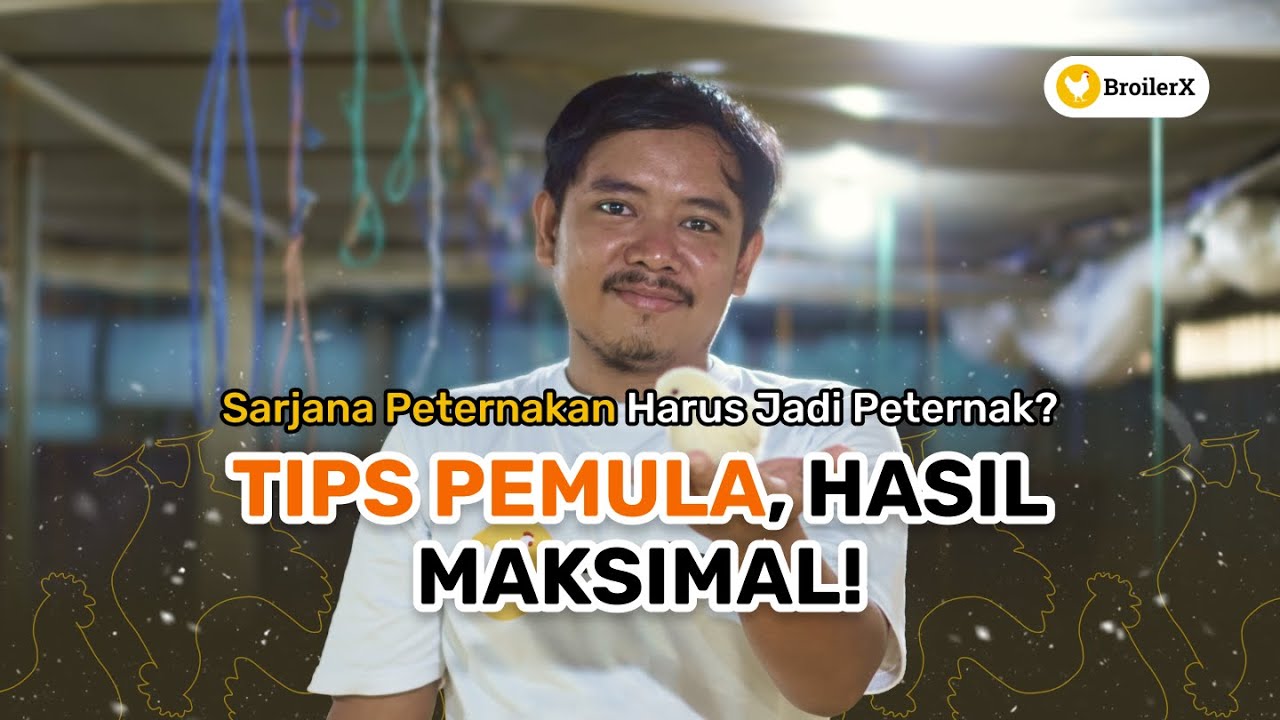 Lulusan Peternakan Sukses Budidaya Ternak Broiler! Tips dan Trik untuk Pemula