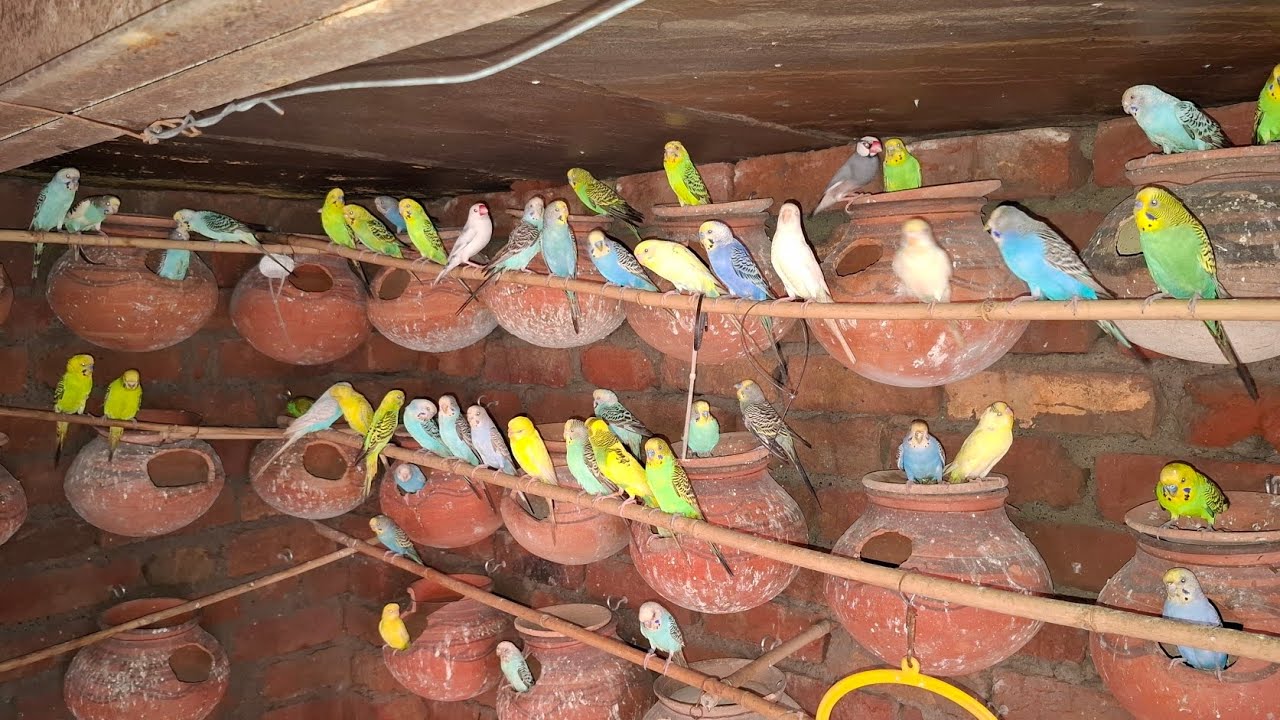 9 September 2025 | Budgies Parrots colony ki progress bache aur eggs urdu/Hindi| Indian green parrot