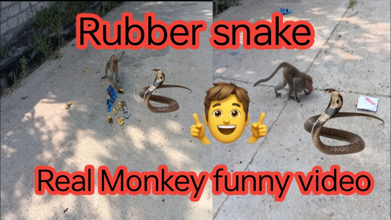 Monkey funny video | Fake Snake Prank | Very Funny video 🐒🍌