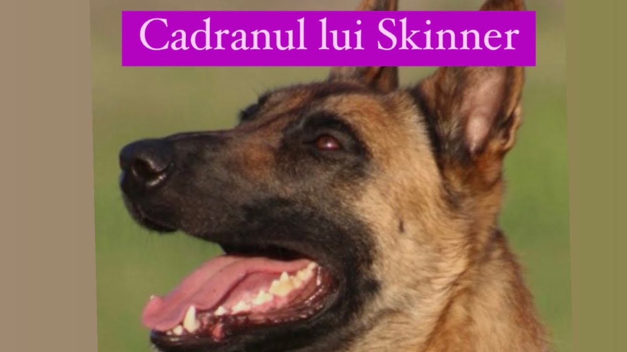 Poziția 