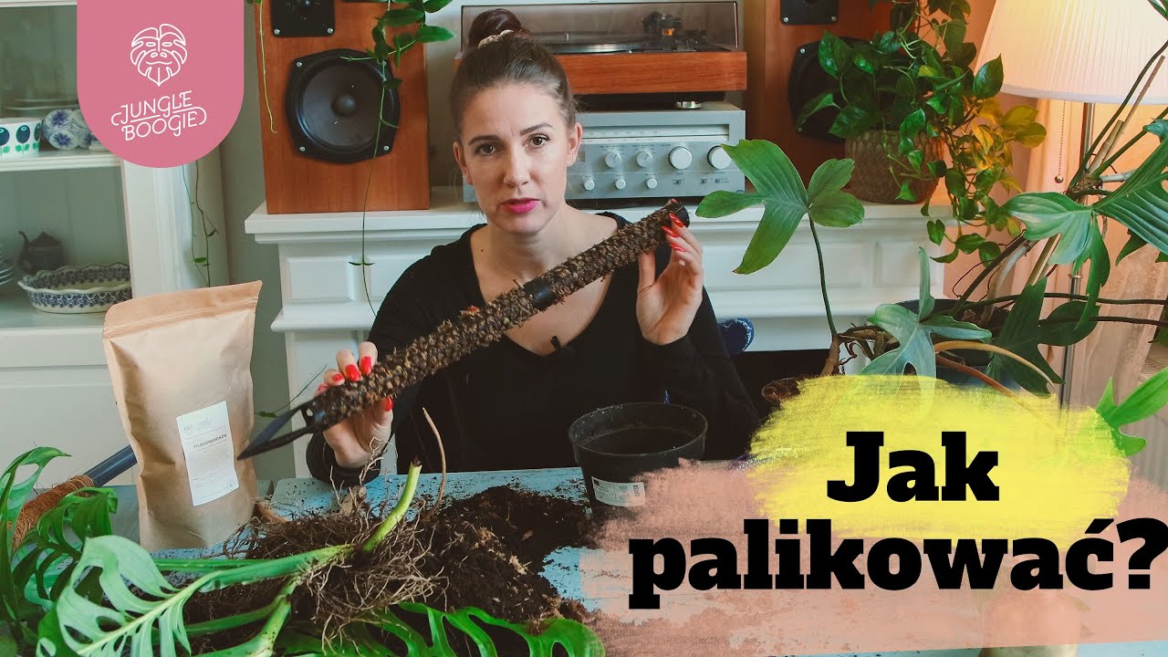 Palik kokosowy i palik z mchu - jak przymocować do nich duże rośliny?