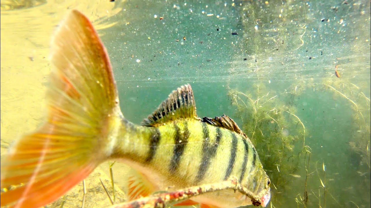 PERCH ATTACK! (LA PESCA DE LA PERCA FLUVIATIS)