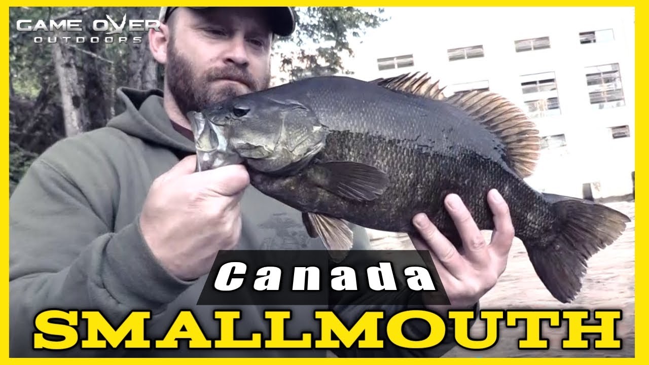 Smallmouth Bass Overload / Smallies / Fishing With a Beetle Spin