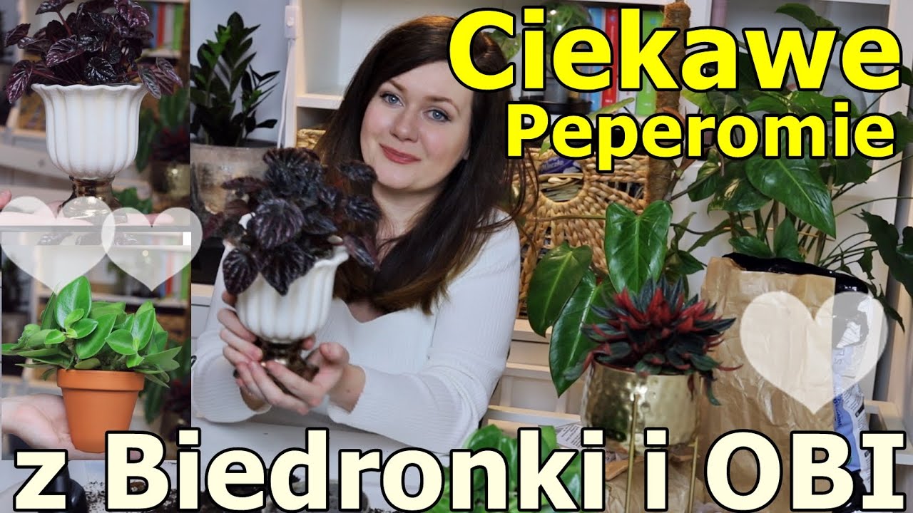 Zwykłe-niezwykłe peperomie 💚 | Przesadzanie, dobieranie osłonek 💚+ małe ogłoszenie 🥰