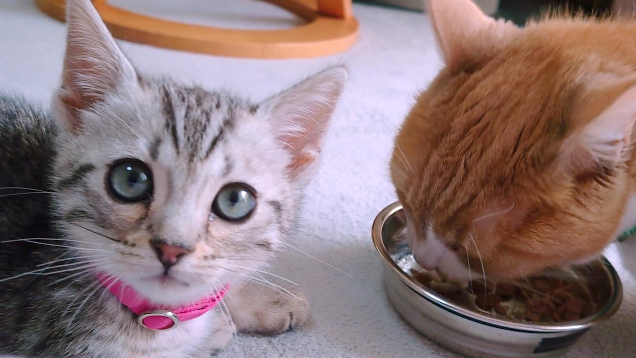 食いしん坊猫は一夜にしてならず！