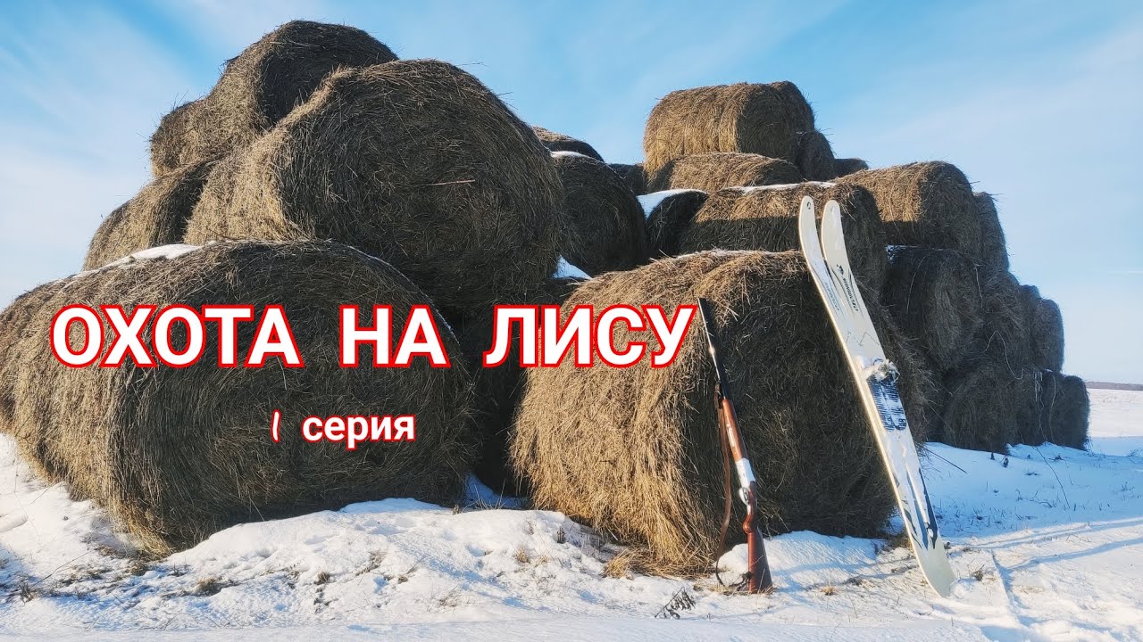 Охота на лису с манком