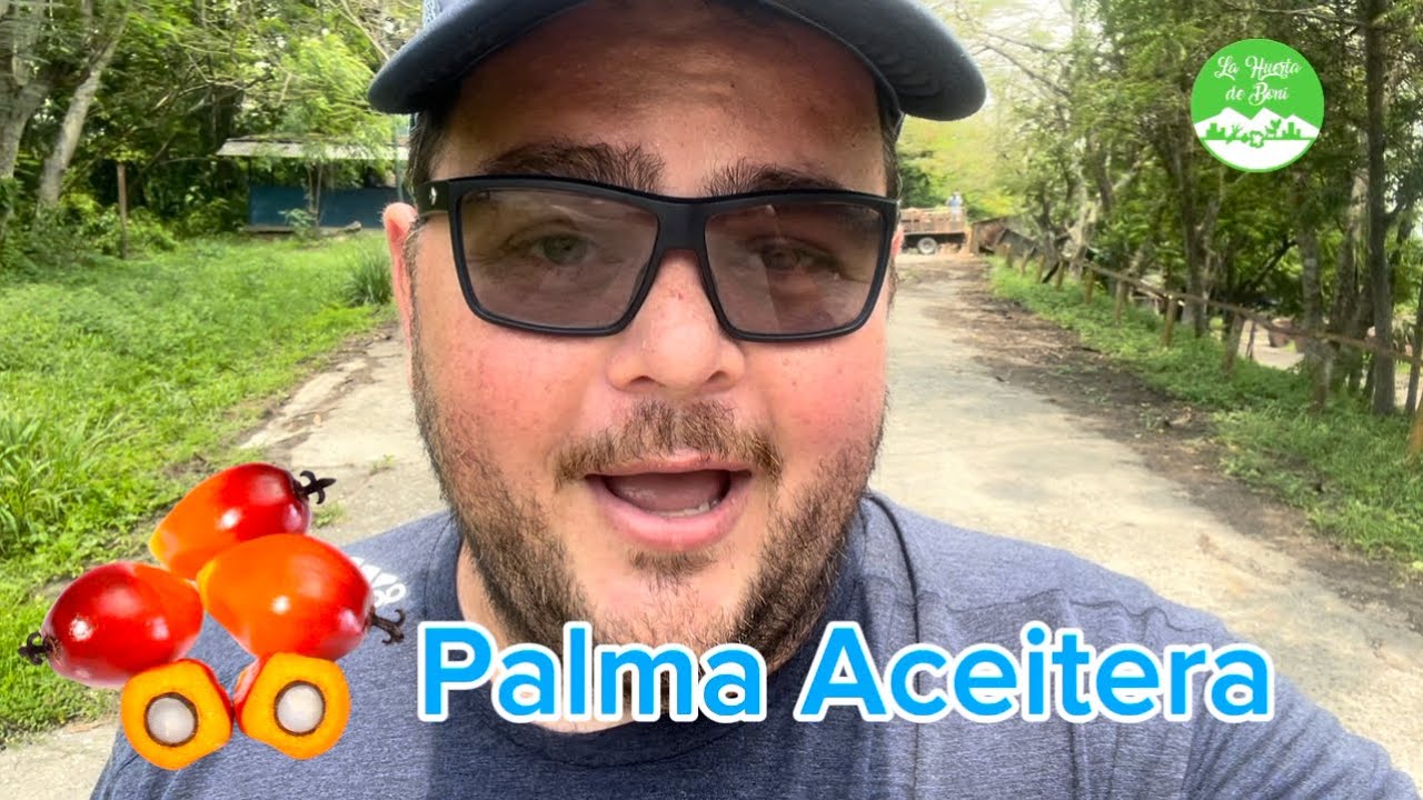 Aceite de Palma. Cultivo de la palma aceitera y produccion del aceite. El aceite de la Nutella. Vzla