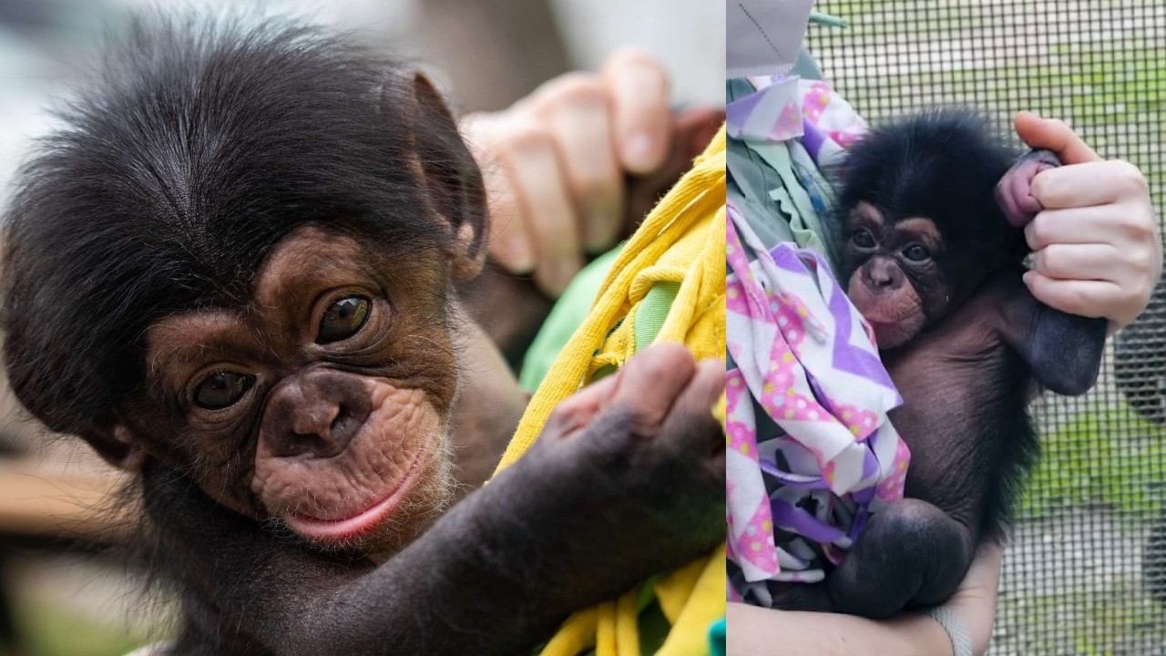 Meet Baby Makutu: The Tiny Chimp Who Stole Our Hearts