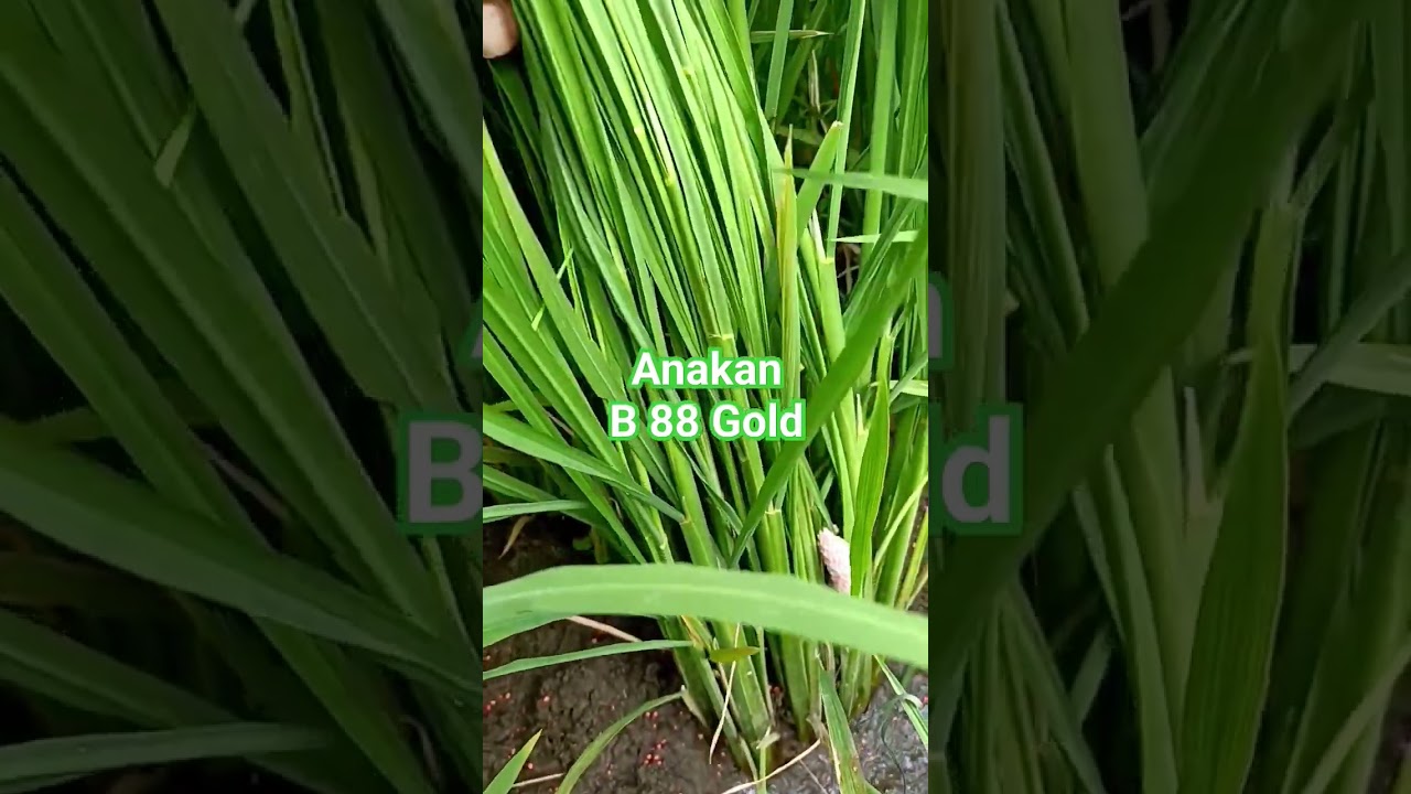 Anakan Padi B 88 Gold