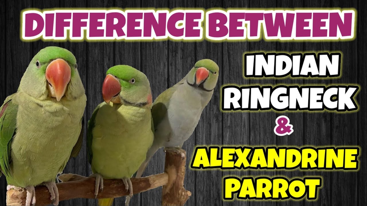 Indian Ringneck Parrot & Alexandrine Parrot Differences || Which is the best pet parrot