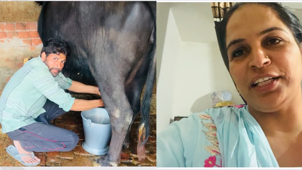 ਹੁਣ ਤਾਂ ਆਹ ਟਾਈਮ ਆ ਗਿਆ ਕਿ ਕੱਟਾਂ ਵੀ ਬਰੈਂਡ ਦਾ ਨਿਕਲਿਆ ll Rajwinder vlog 