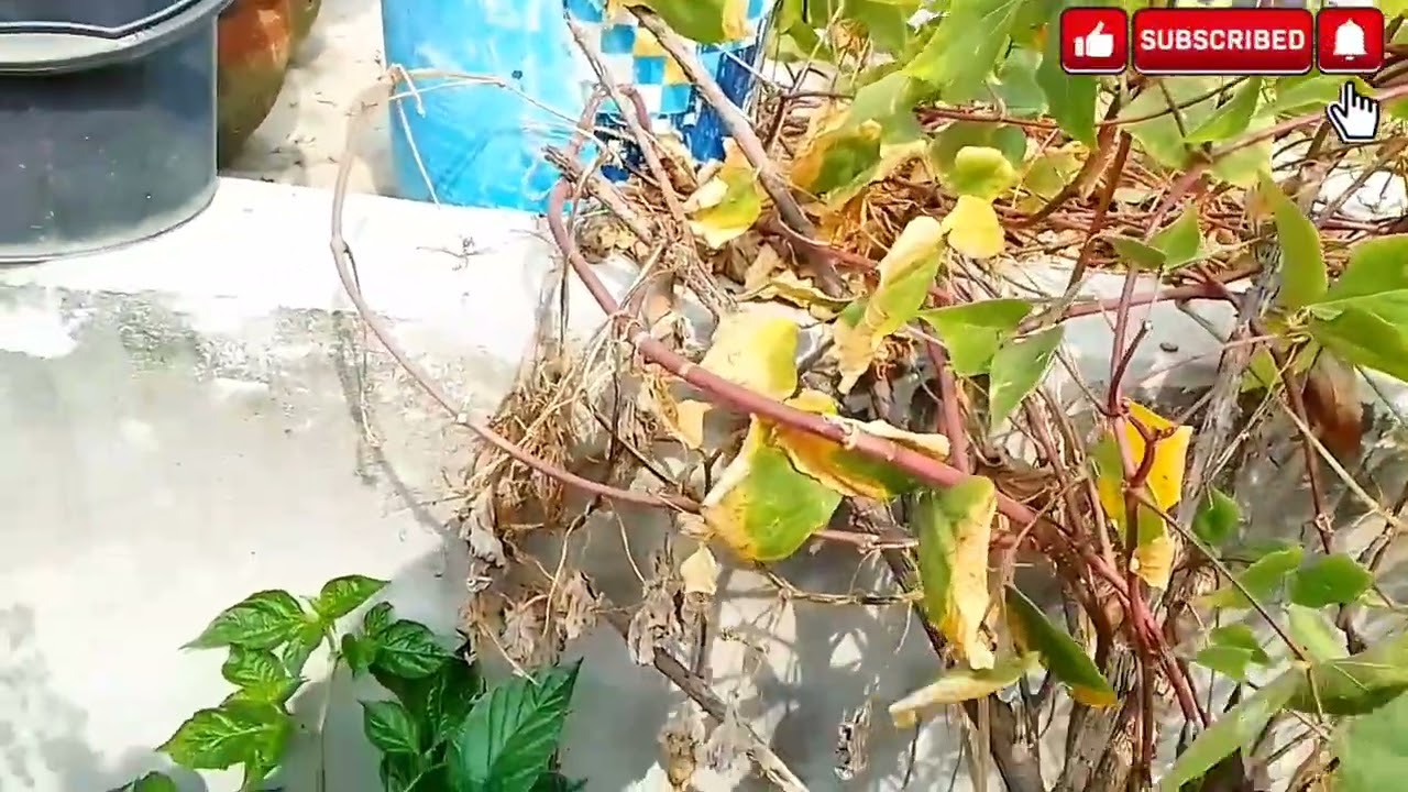 শিমের বীজ সংগ্রহের সুন্দর মুহূর্ত 🌱 | আখি ইসলাম #foryou 