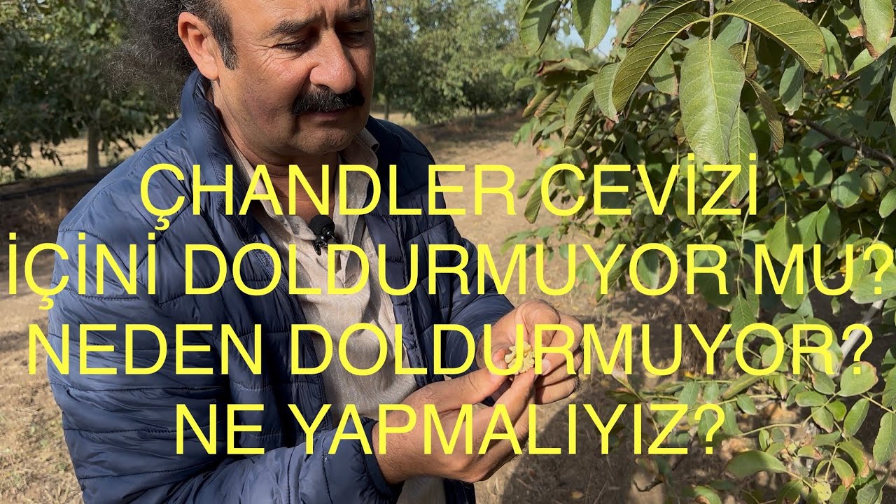 ÇHANDLER İÇİNİ DOLDURMUYOR MU? Neden doldurmuyor Doldurması için neler yapmalıyız. Ceviz Adam Ahmet 
