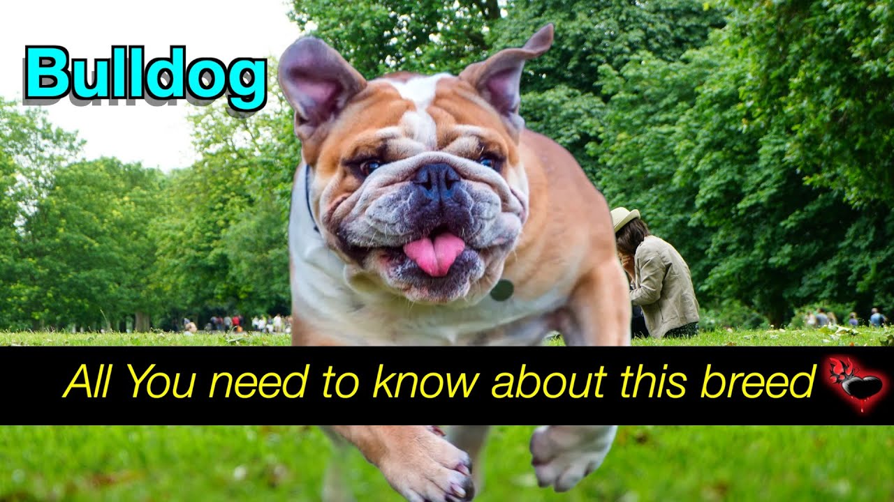 Meet the Bulldog Breed: A Loyal Companion with a Courageous Past