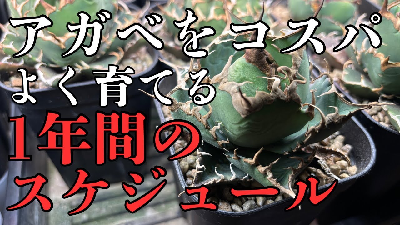 アガベをコスパよく綺麗に育てる１年間の育成スケジュール