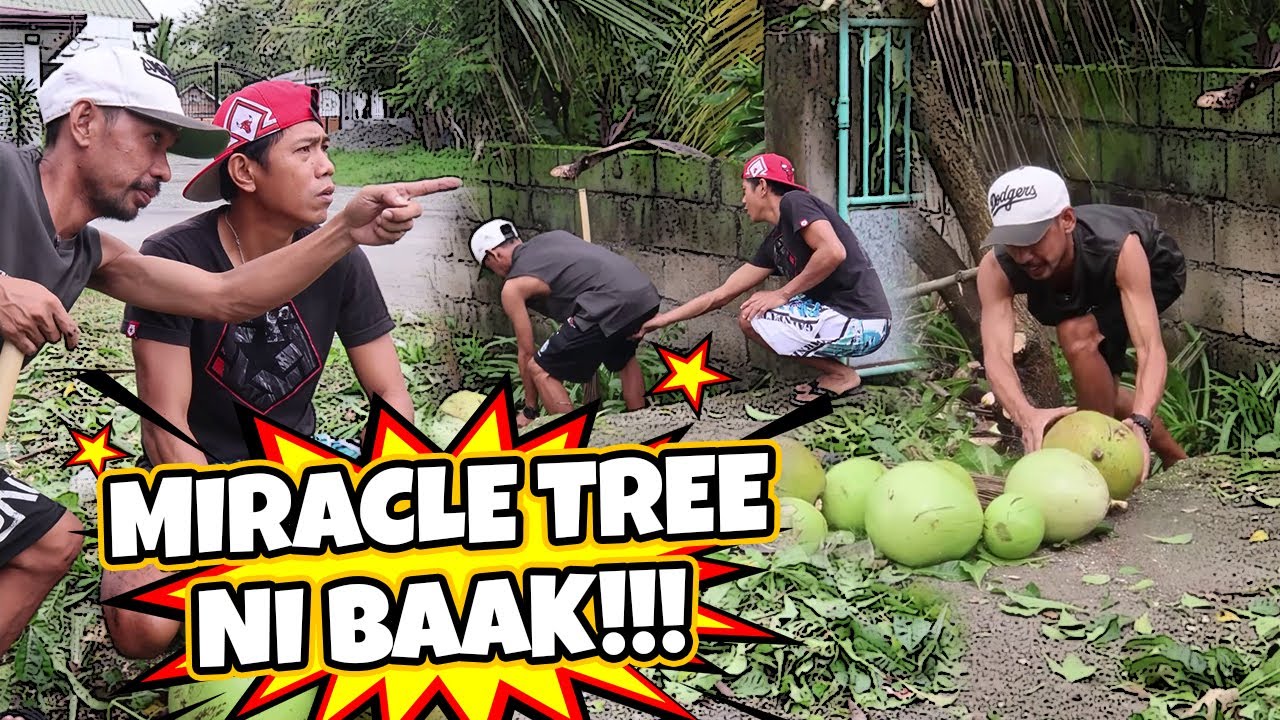 Miracle Tree Ni Baak | Baak Andres