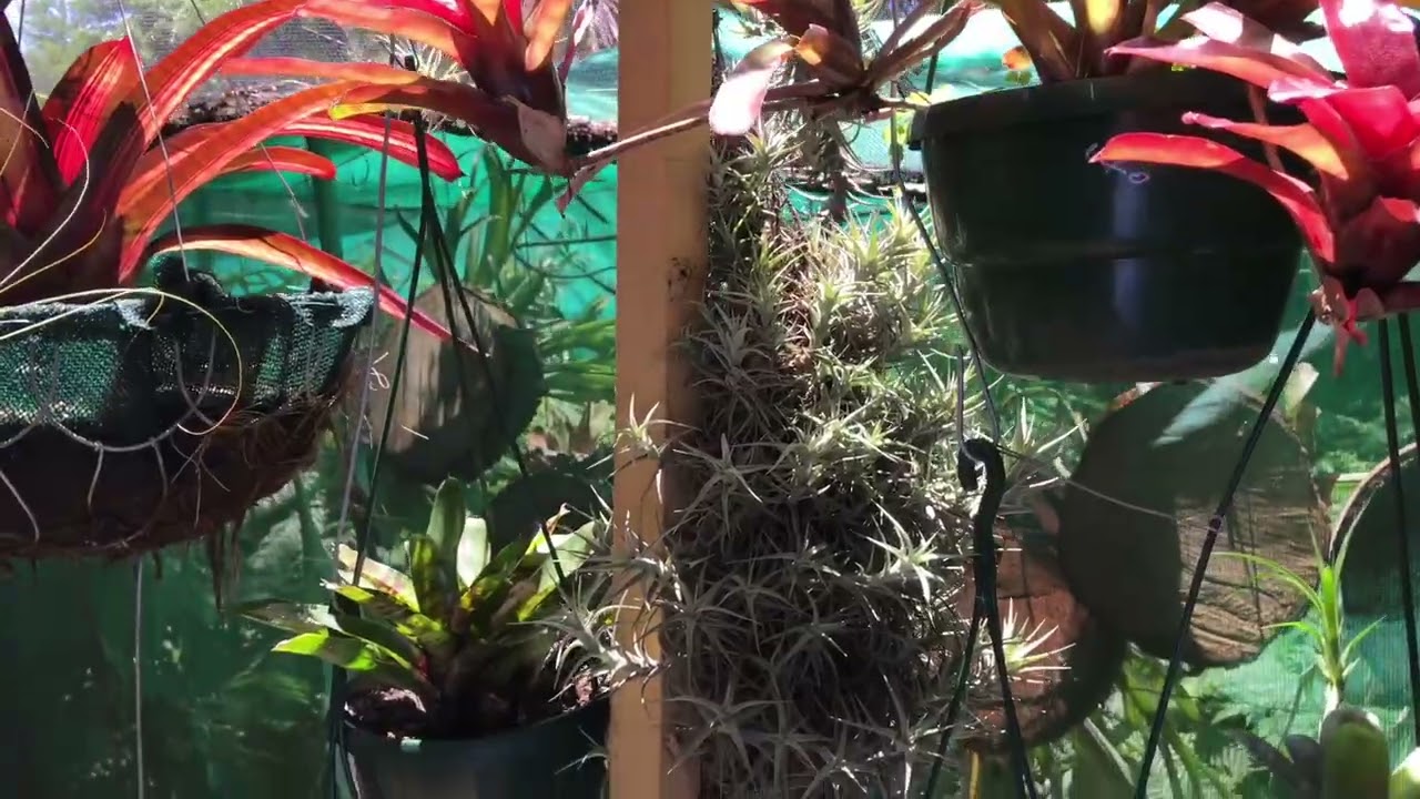 Tropical Farms 13