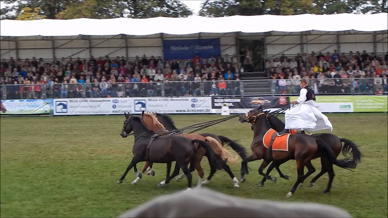 Hengstparade Neustadt (Dosse)