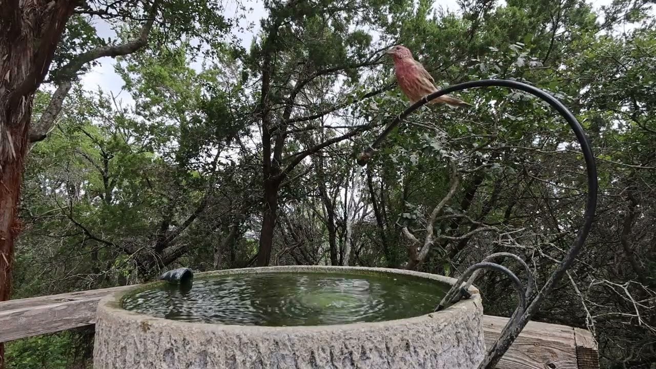 A lovely afternoon at the birdbath