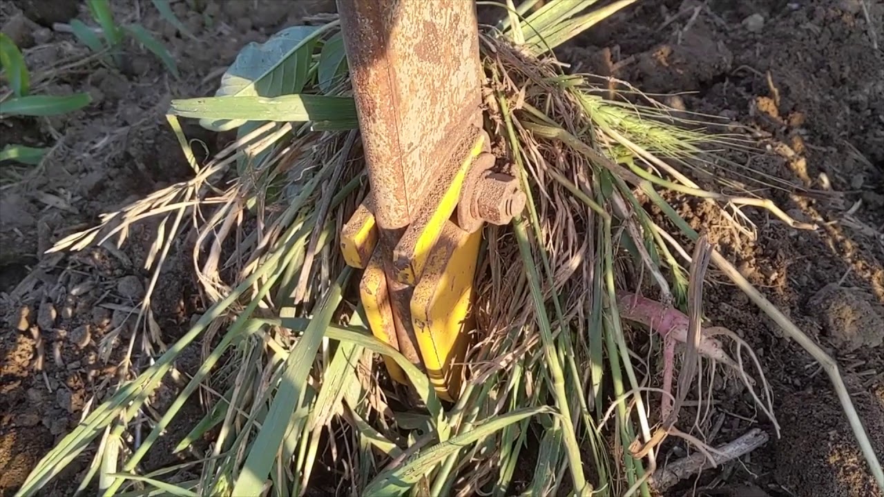 Ride Along with Eric Madsen – First pass cultivation in organic corn