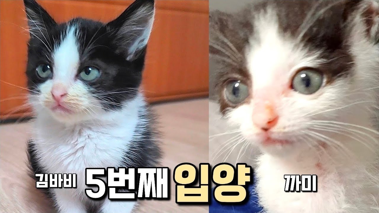 모두가 반대했던 5번째 입양, 결국 운명이었어요