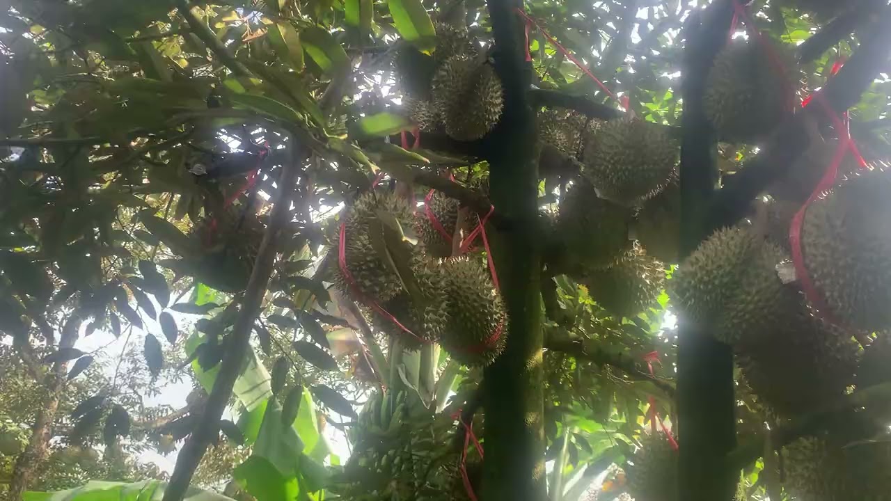 Sầu riêng 120 ngày nên đi phân gì?